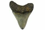 Bargain, Fossil Megalodon Tooth - North Carolina #153127-1